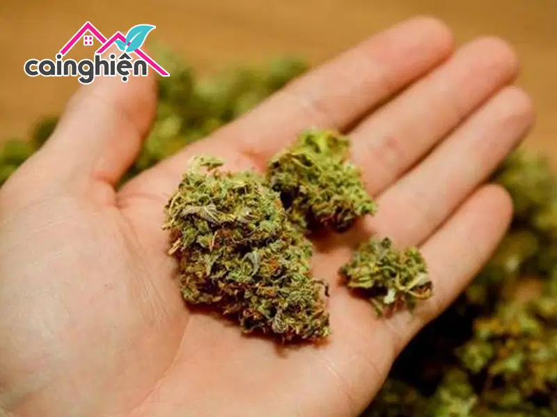 Cỏ Mỹ - Nhóm chất "biến hình" liên tục để lách luật