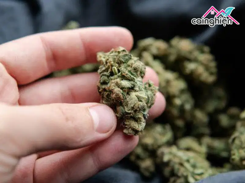 Cỏ Mỹ được tạo nên bởi thực vật sấy khô và phun tẩm Cannabinoids tổng hợp