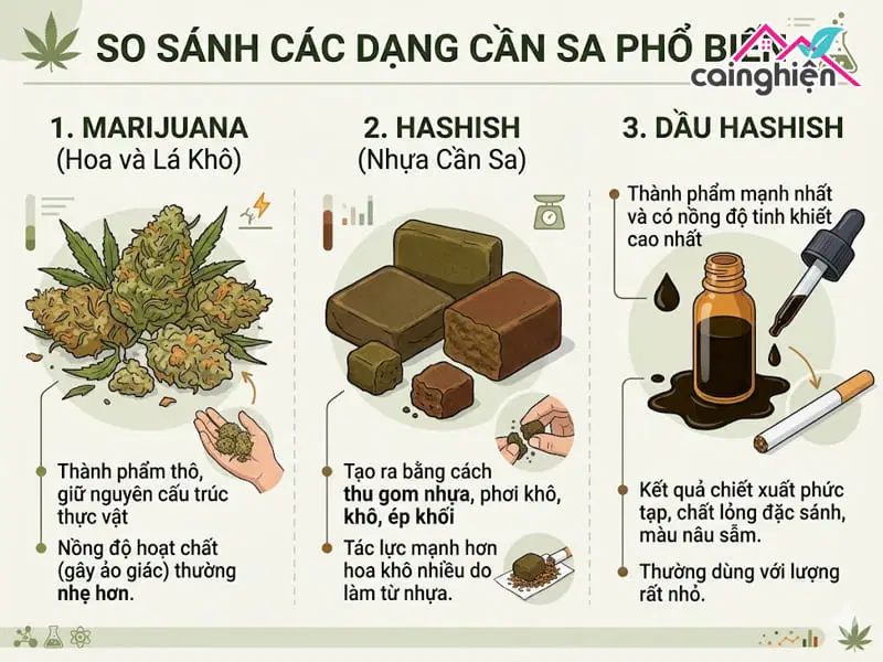 Cần sa có mấy loại? Phân biệt cần sa