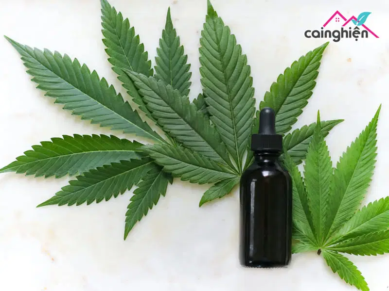 Tinh dầu CBD có bị cấm không? Sử dụng có sao không?