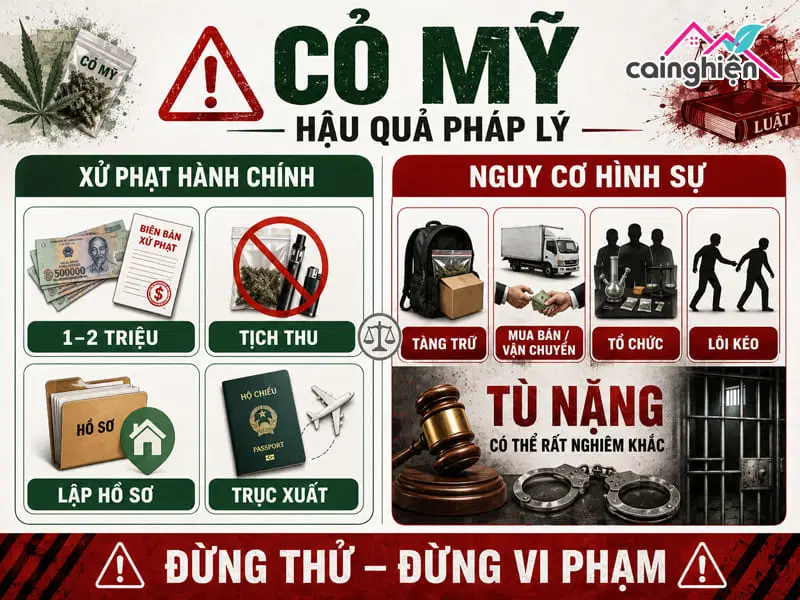 Hút cỏ Mỹ có sao không? Tác hại đến sức khỏe và pháp luật