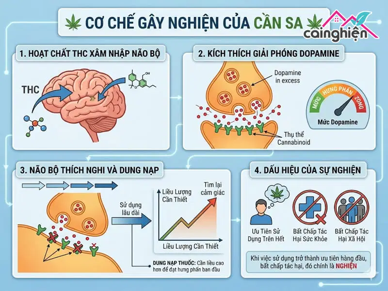 Cần sa là gì? Cần sa có phải là ma túy không?
